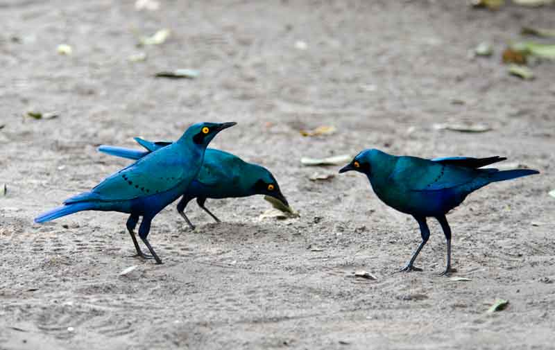 137 - Botswana - pajaros Greated blue-eared glossy-sterling - parque nacional de Chobe